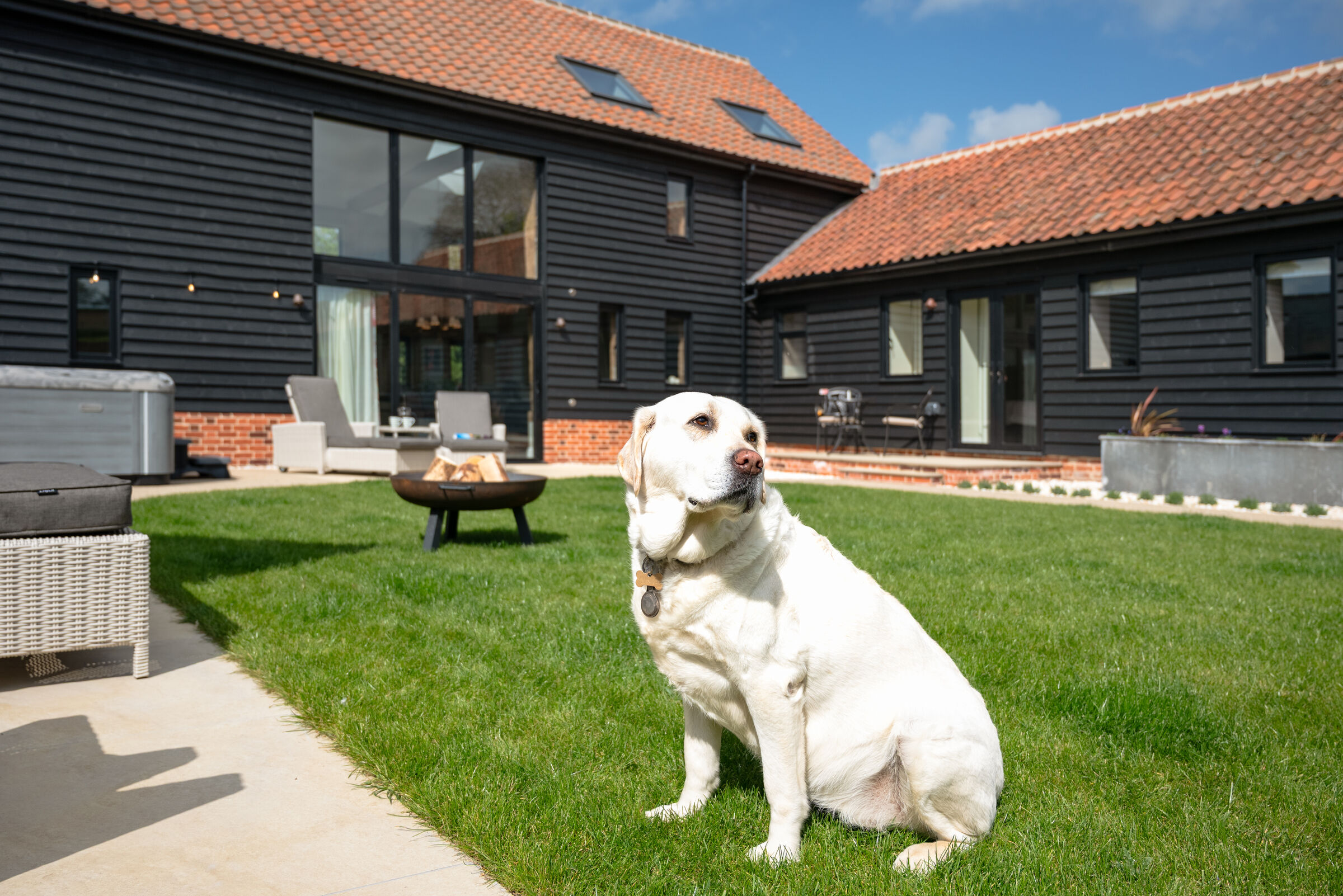 Otto — the resident Goldador — in the garden
